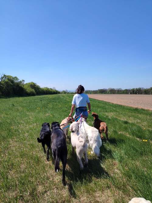 Hundeauslaufgebiet-Dogwalk & Coaching Violetta Sievert -Bild
