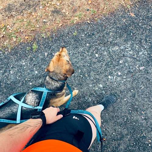 Hundeauslaufgebiet-Leinenlos_Rund um den Hund-Bild