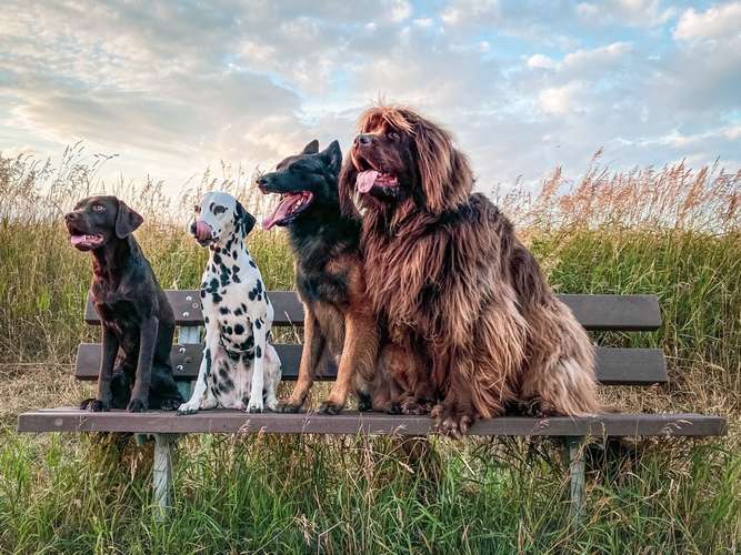 Hundeauslaufgebiet-Hannas Hundetraining-Bild