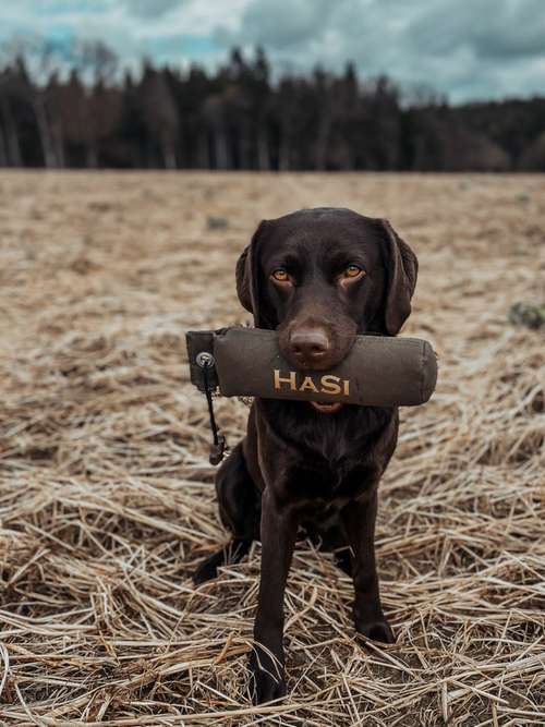 Hundeauslaufgebiet-Hannas Hundetraining-Bild