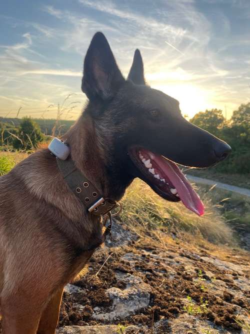 Hundeauslaufgebiet-Hundekompass | Uwe Heinz-Bild