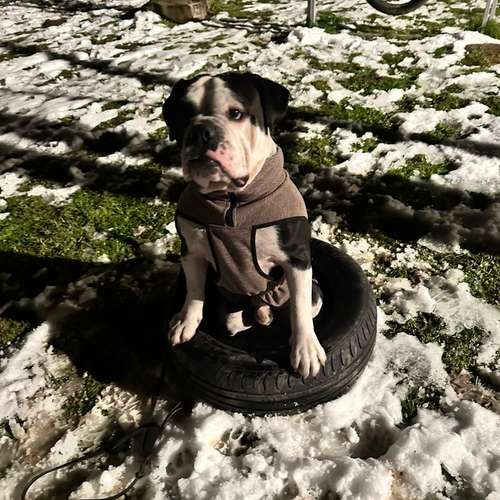 Hundeauslaufgebiet-Soulfriend-Bild