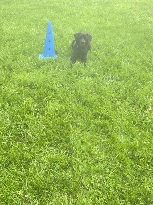 Hundeauslaufgebiet-Soulfriend-Bild