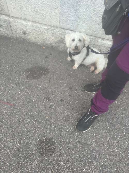 Hundeauslaufgebiet-Soulfriend-Bild