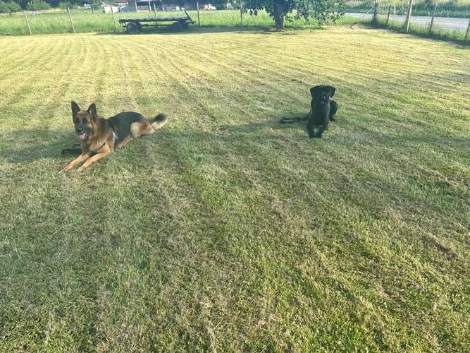 Hundeauslaufgebiet-Soulfriend-Bild