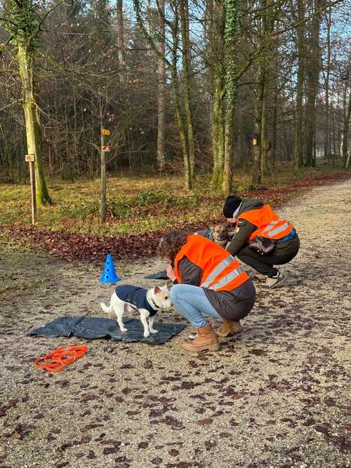 Hundeauslaufgebiet-Soulfriend-Bild