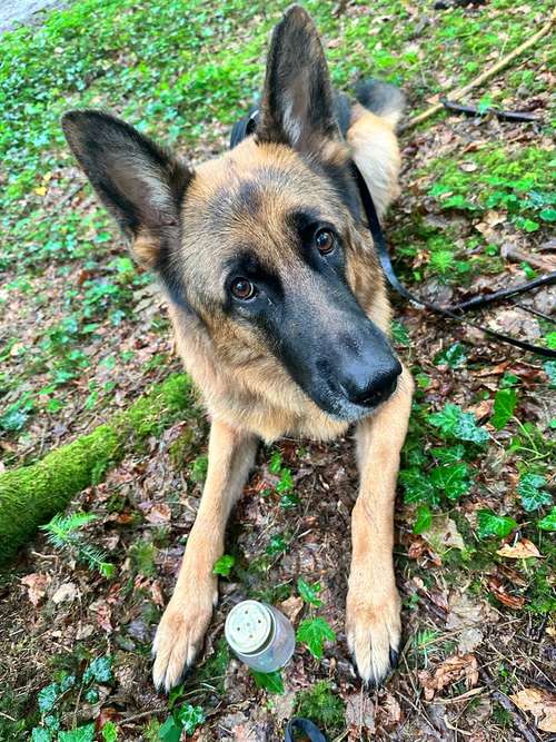 Hundeauslaufgebiet-Soulfriend-Bild