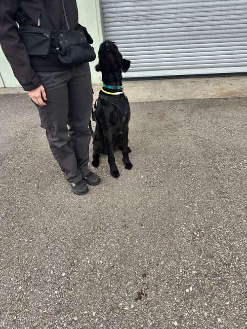 Hundeauslaufgebiet-Soulfriend-Bild