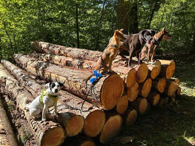 Hundeauslaufgebiet-Hundplusmensch-Bild