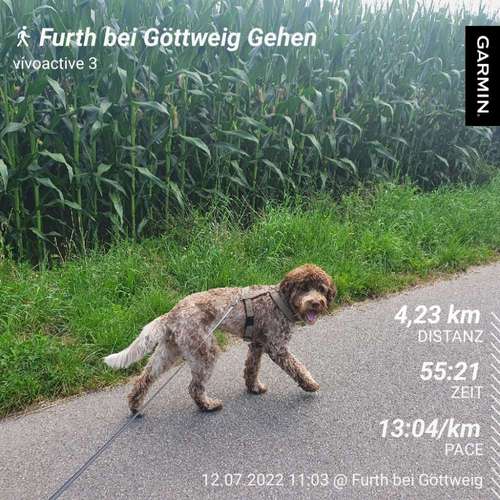 Hundeauslaufgebiet-Hundeschule Rahn-Bild