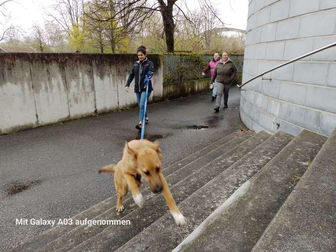 Hundeauslaufgebiet-Hundeschule Rahn-Bild