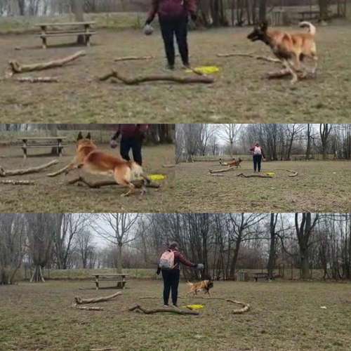 Hundeauslaufgebiet-Hundeschule Rahn-Bild