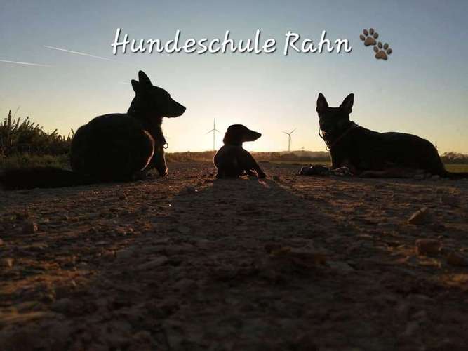 Hundeauslaufgebiet-Hundeschule Rahn-Bild