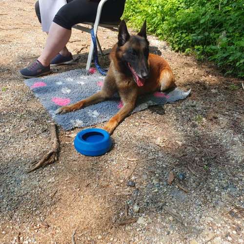 Hundeauslaufgebiet-Hundeschule Rahn-Bild