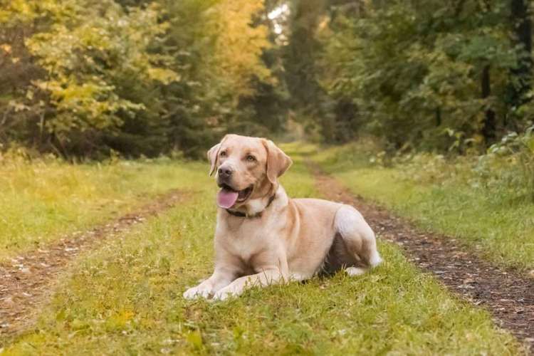 Hundeauslaufgebiet-Aline Größ Fotografie & Design-Bild