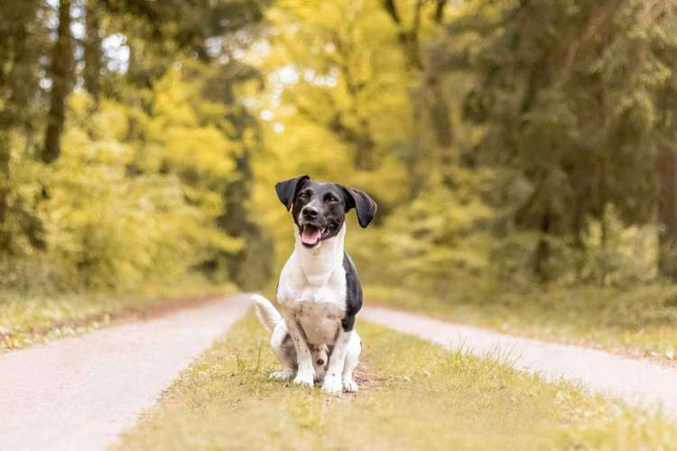 Hundeauslaufgebiet-Aline Größ Fotografie & Design-Bild