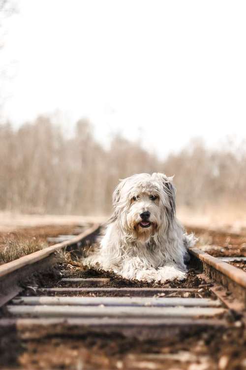 Hundeauslaufgebiet-Aline Größ Fotografie & Design-Bild