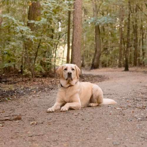 Hundeauslaufgebiet-Aline Größ Fotografie & Design-Bild
