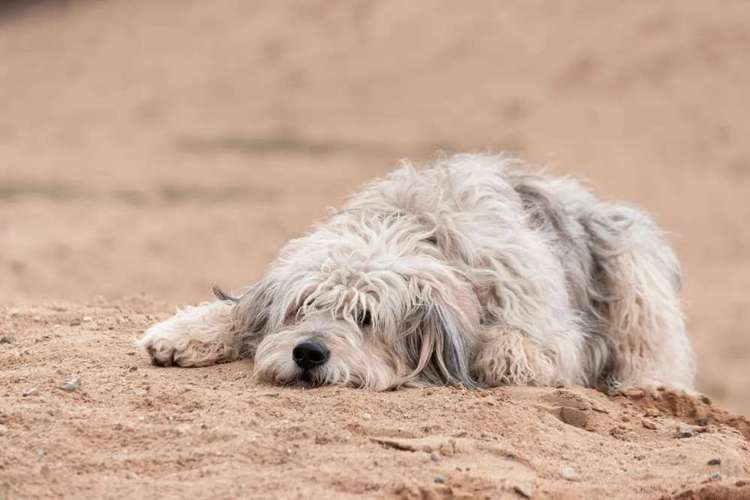 Hundeauslaufgebiet-Aline Größ Fotografie & Design-Bild