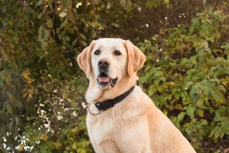 Hundeauslaufgebiet-Aline Größ Fotografie & Design-Bild