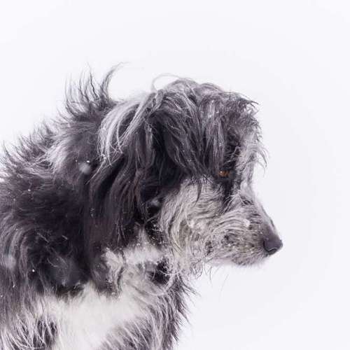 Hundeauslaufgebiet-Aline Größ Fotografie & Design-Bild