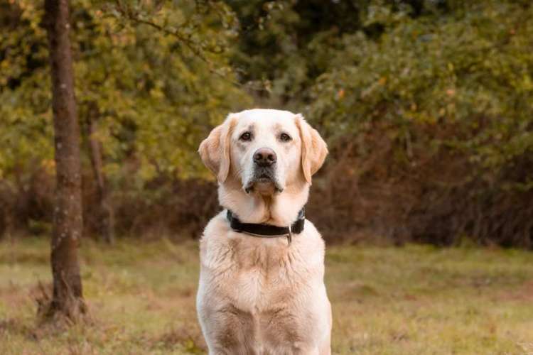 Hundeauslaufgebiet-Aline Größ Fotografie & Design-Bild