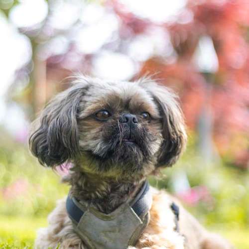 Hundeauslaufgebiet-Aline Größ Fotografie & Design-Bild