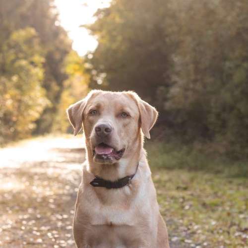 Hundeauslaufgebiet-Aline Größ Fotografie & Design-Bild