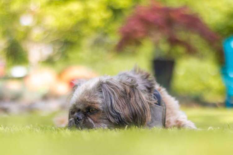 Hundeauslaufgebiet-Aline Größ Fotografie & Design-Bild