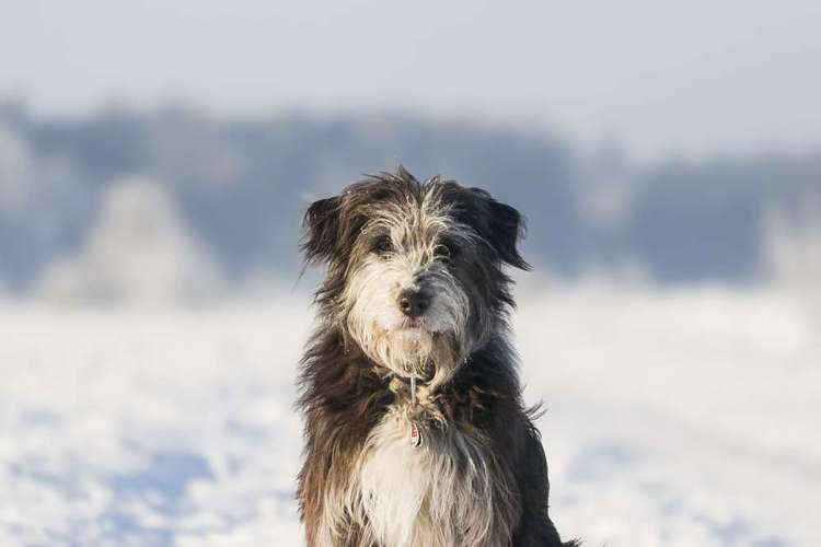 Hundeauslaufgebiet-Aline Größ Fotografie & Design-Bild