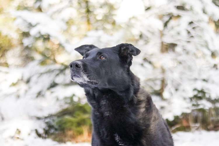 Hundeauslaufgebiet-Aline Größ Fotografie & Design-Bild