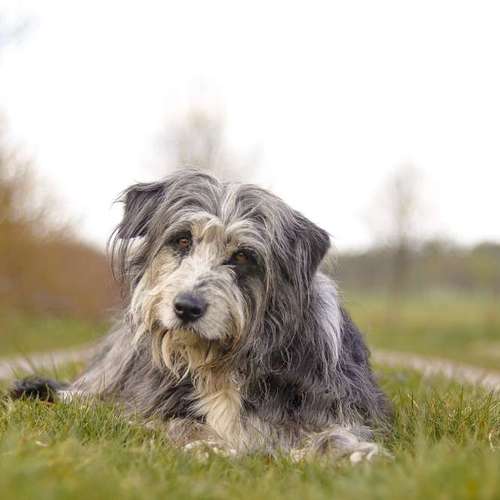 Hundeauslaufgebiet-Aline Größ Fotografie & Design-Bild
