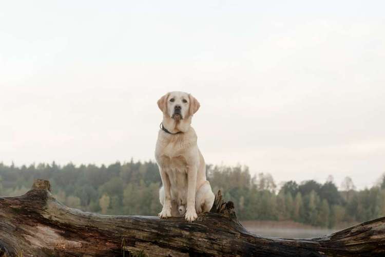 Hundeauslaufgebiet-Aline Größ Fotografie & Design-Bild