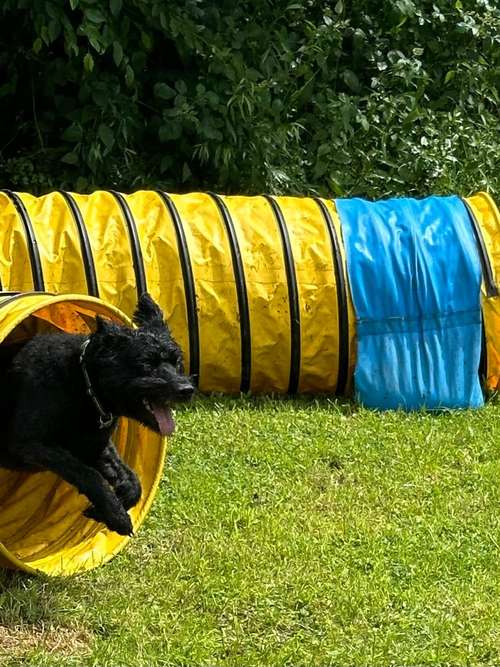 Hundeauslaufgebiet-Kieler Hundeschule-Bild