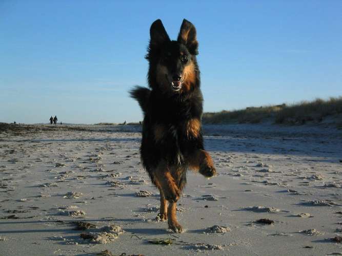 Hundeauslaufgebiet-Kieler Hundeschule-Bild