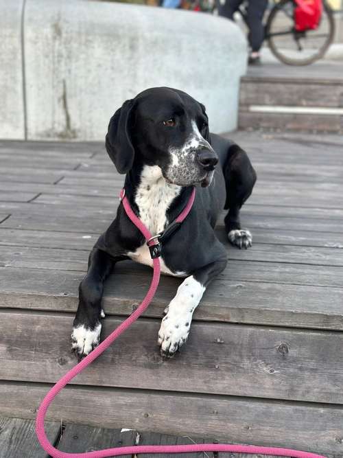 Hundeauslaufgebiet-Kieler Hundeschule-Bild