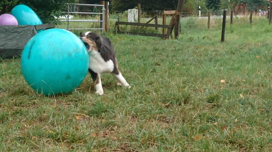 Hundeauslaufgebiet-Kieler Hundeschule-Bild
