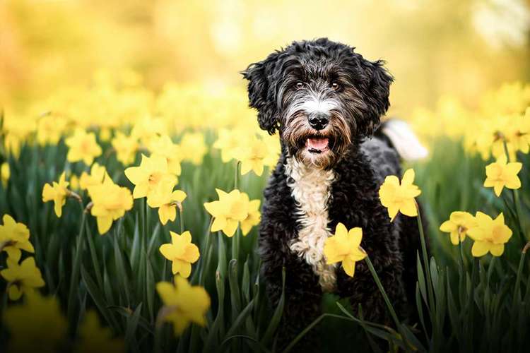 Hundeauslaufgebiet-fokuspokus Tierfoto-Bild