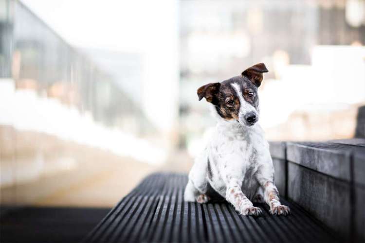 Hundeauslaufgebiet-fokuspokus Tierfoto-Bild