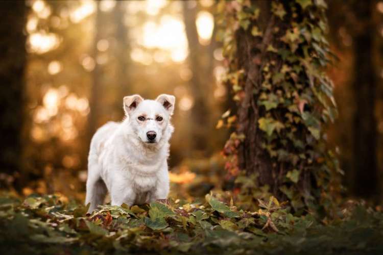 Hundeauslaufgebiet-fokuspokus Tierfoto-Bild