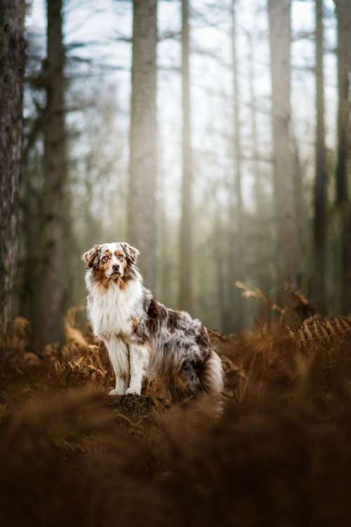 Hundeauslaufgebiet-fokuspokus Tierfoto-Bild