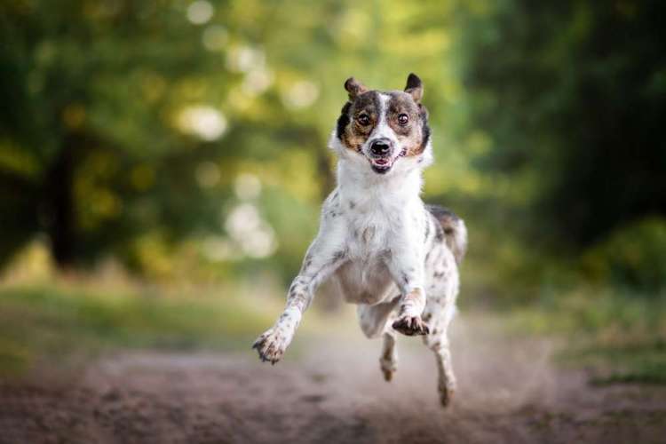 Hundeauslaufgebiet-fokuspokus Tierfoto-Bild