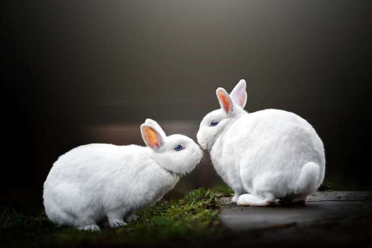 Hundeauslaufgebiet-fokuspokus Tierfoto-Bild