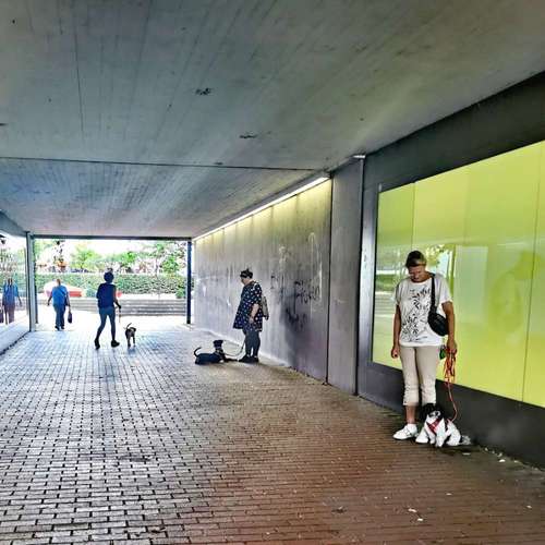 Hundeauslaufgebiet-Stefanie Dülfer Hundetraining&Verh.ber.-Bild