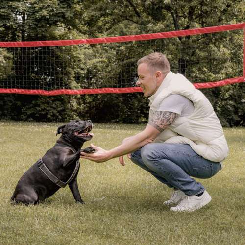 Hundeauslaufgebiet-Hunde-Sprache-Bild