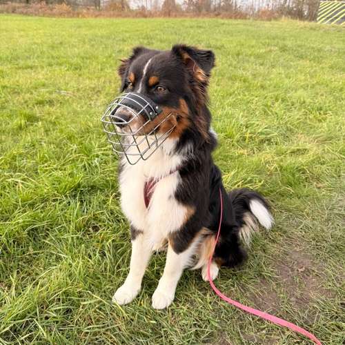 Hundeauslaufgebiet-STUDIO SCHNAUZ Maulkorbberatung-Bild