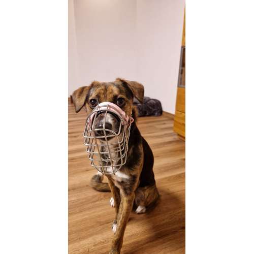 Hundeauslaufgebiet-STUDIO SCHNAUZ Maulkorbberatung-Bild