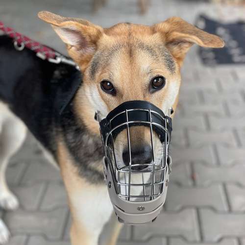 Hundeauslaufgebiet-STUDIO SCHNAUZ Maulkorbberatung-Bild