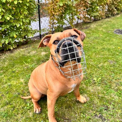 Hundeauslaufgebiet-STUDIO SCHNAUZ Maulkorbberatung-Bild