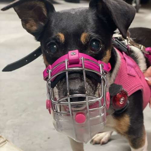 Hundeauslaufgebiet-STUDIO SCHNAUZ Maulkorbberatung-Bild